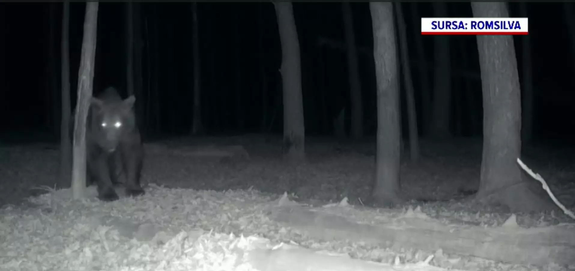 &Icirc;nt&acirc;lnire de &bdquo;gradul zero&rdquo; &icirc;n Parcul Național Defileul Jiului. Un mistreț și un urs s-au trezit față &icirc;n față